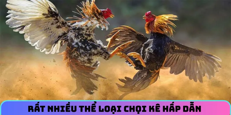 da-ga-6ff-rat-nhieu-the-loai